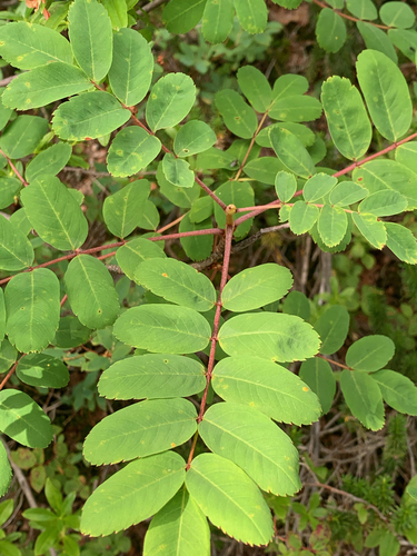 Sorbus sitchensis (Sitka mountain ash) — photo