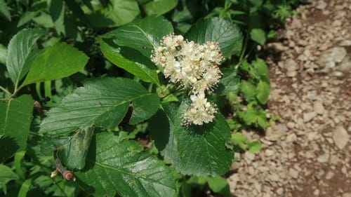Sorbus subfusca