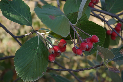 Sorbus subfusca — photo