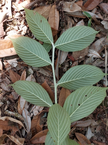 Sorbus thibetica — photo
