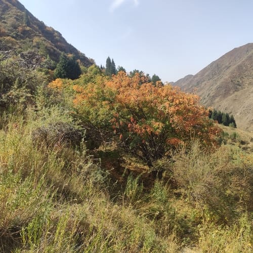 Sorbus tianschanica (Tien-Shan mountain ash) — photo