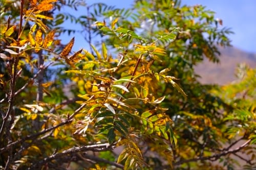 Sorbus tianschanica (Tien-Shan mountain ash) — photo