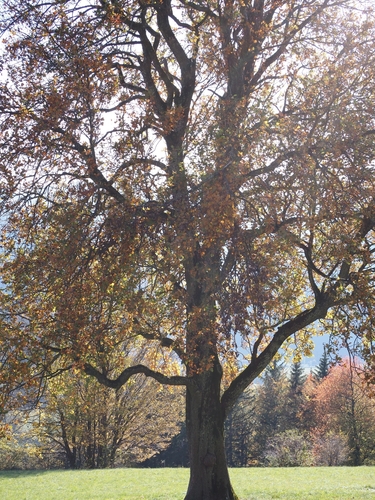 Sorbus torminalis var. pinnatifida — photo