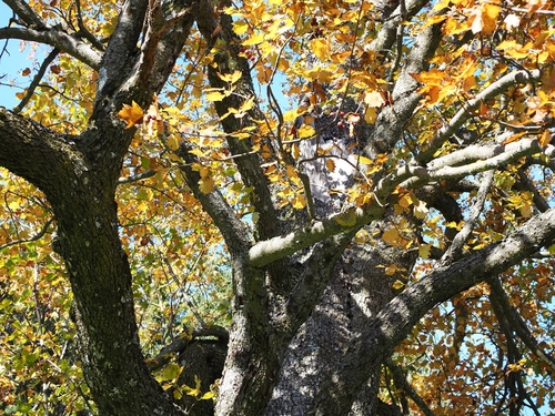Sorbus torminalis var. pinnatifida