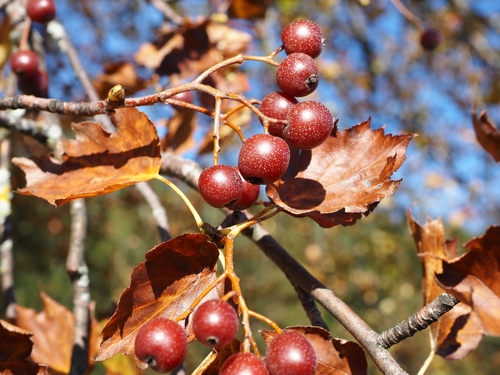 Sorbus torminalis var. pinnatifida — photo