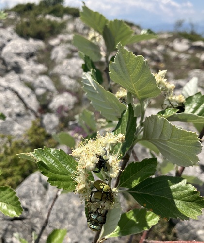 Sorbus turcica — photo