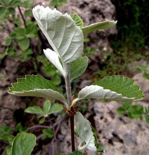 Sorbus turcica