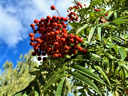 Sorbus ulleungensis — photo