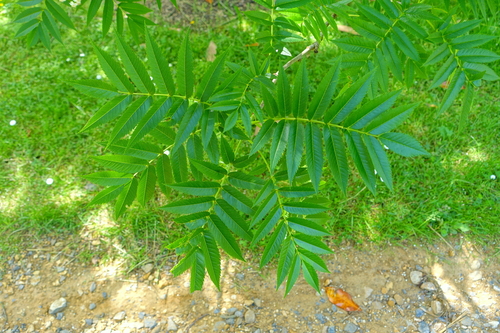 Sorbus ulleungensis — photo