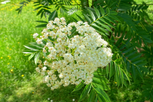 Sorbus ulleungensis