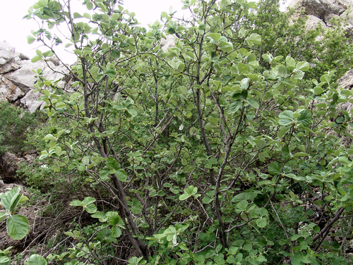 Sorbus umbellata (Yabani elma) — photo