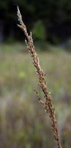 Sorghastrum nutans (Indian ricegrass) — photo