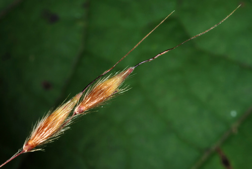 Sorghastrum nutans (Indian ricegrass) — photo