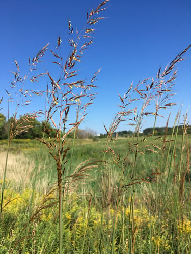 Sorghastrum nutans