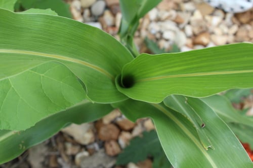 Sorghum bicolor