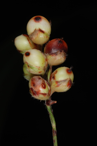 Sorghum bicolor (Sorghum) — photo