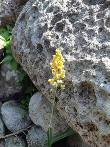 Sorghum bicolor subsp. drummondii (Sudan grass) — photo