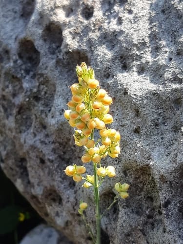 Sorghum bicolor subsp. drummondii