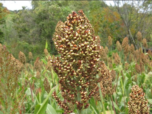 Sorghum bicolor (Sorghum) — photo