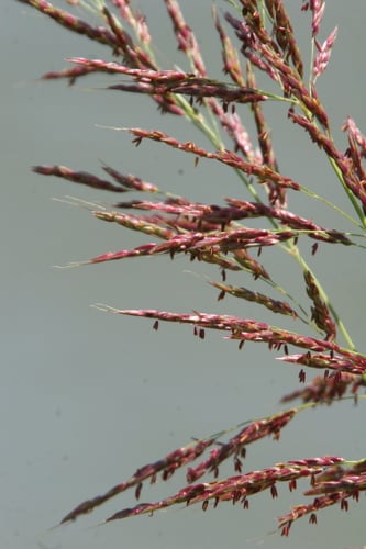 Sorghum halepense (Johnson grass) — photo