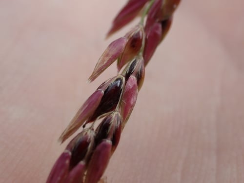 Sorghum halepense (Johnson grass) — photo
