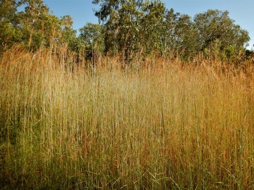 Sorghum intrans (Darwin canegrass) — photo