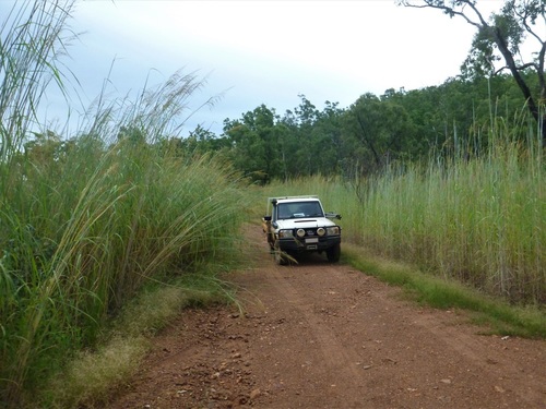 Sorghum intrans (Darwin canegrass) — photo