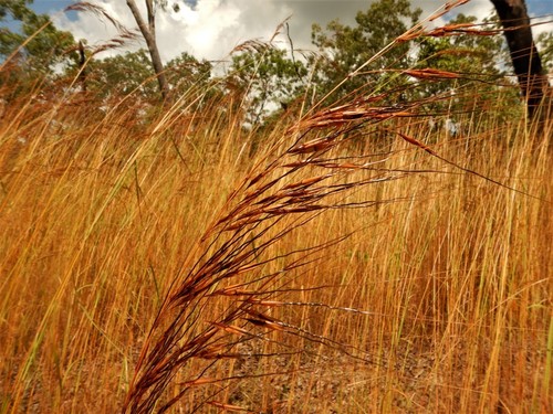 Sorghum intrans