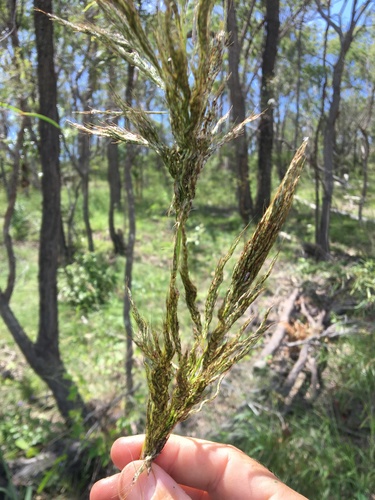 Sorghum laxiflorum — photo