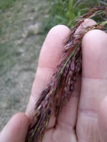 Sorghum laxiflorum