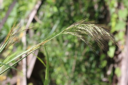 Sorghum laxiflorum — photo