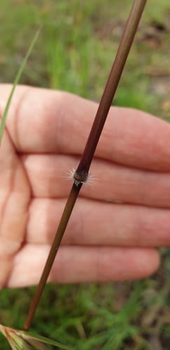 Sorghum leiocladum (Wild sorghum grass) — photo