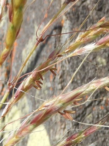 Sorghum plumosum (Plume Sorghum) — photo