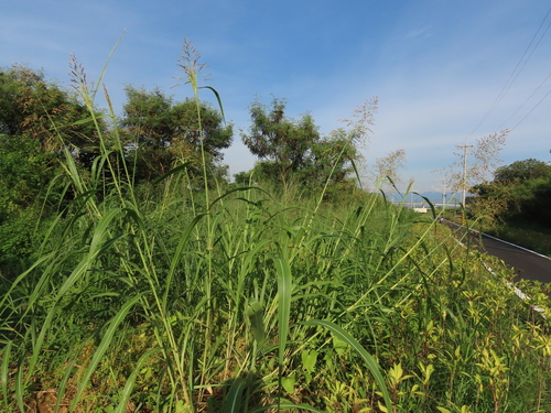 Sorghum propinquum (Wild sorghum) — photo