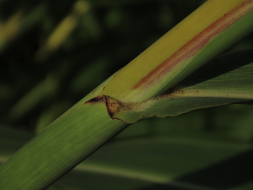 Sorghum propinquum (Wild sorghum) — photo