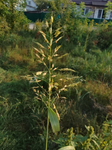 Sorghum sudanense (Sudan grass) — photo