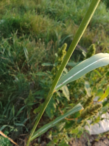 Sorghum sudanense (Sudan grass) — photo