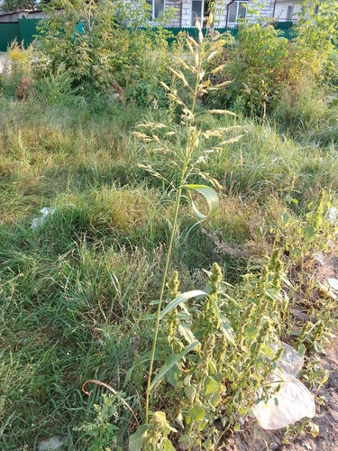 Sorghum sudanense