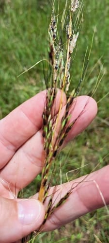 Sorghum versicolor (Black seed wild sorghum) — photo