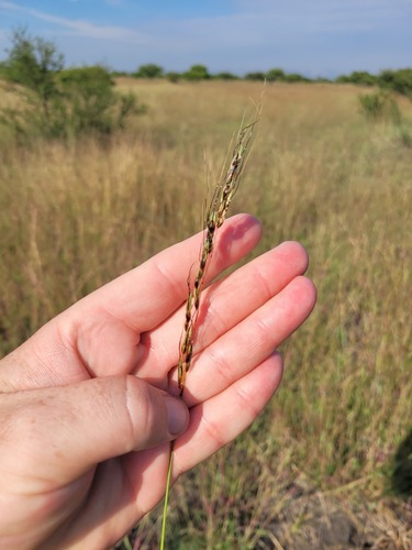 Sorghum versicolor
