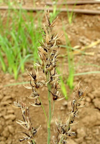 Sorghum virgatum — photo