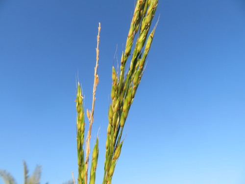 Sorghum virgatum