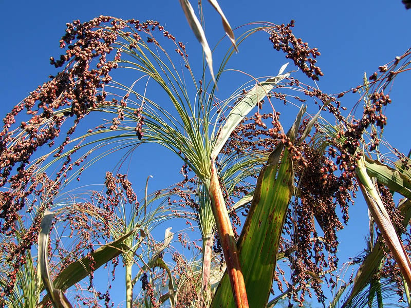 Sorghum vogelianum — photo