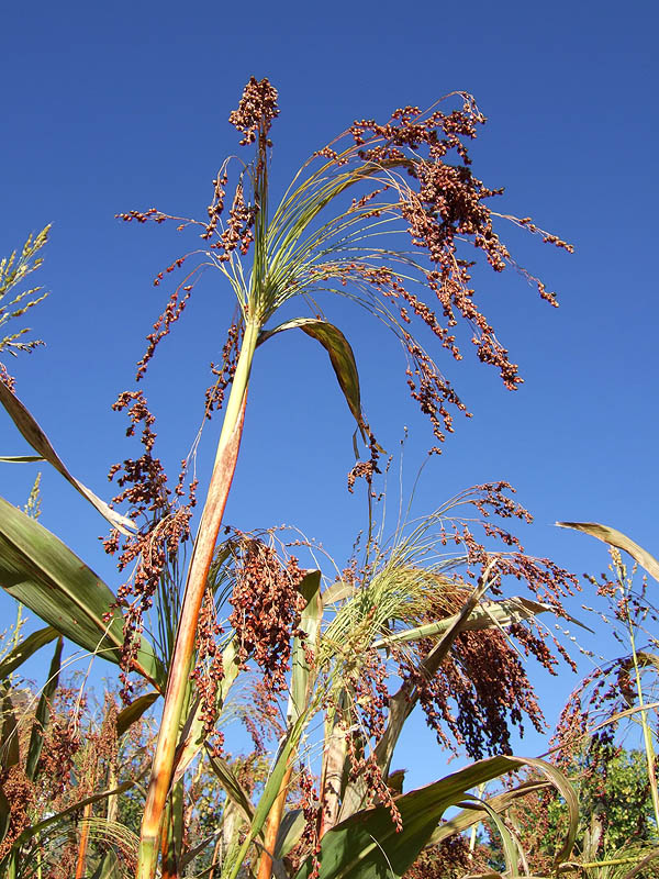 Sorghum vogelianum