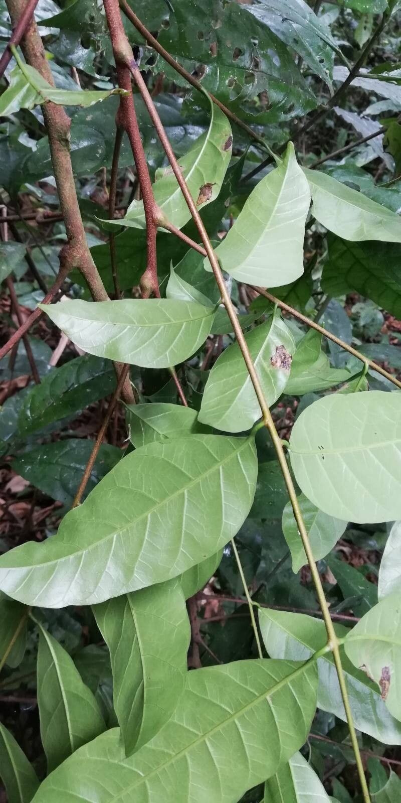 Sorindeia juglandifolia (Sorindeia) — photo