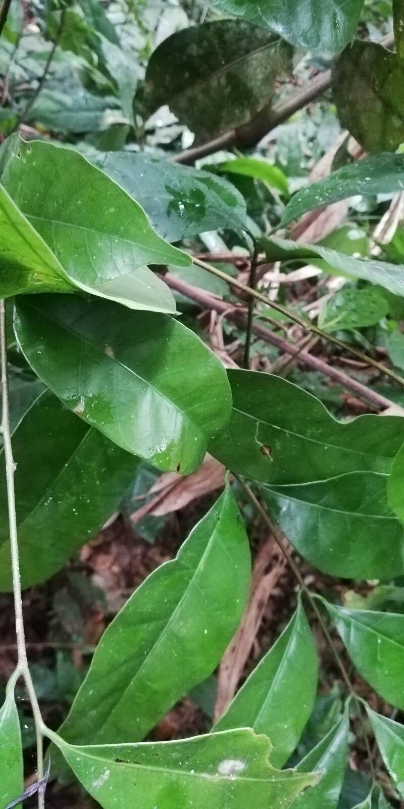 Sorindeia juglandifolia (Sorindeia) — photo