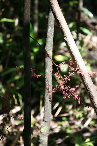 Sorindeia madagascariensis (Grape mango) — photo