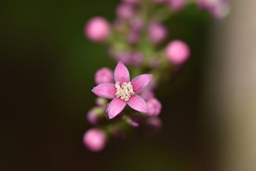 Sorindeia madagascariensis (Grape mango) — photo