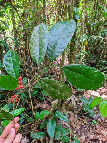 Sorocea briquetii — photo