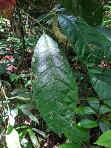 Sorocea briquetii — photo